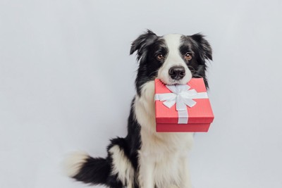 プレゼントをくわえる犬