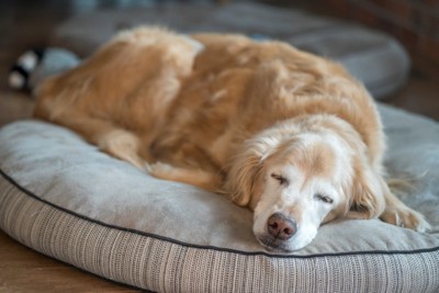 ベッドの上で眠る大型犬