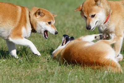 柴犬3匹