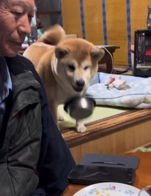 皿を落とす犬