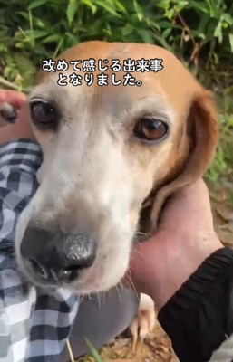 ルビちゃん