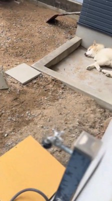 茶色い犬の方へふり返る飼い主