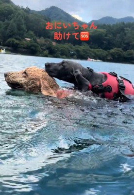 一緒に泳ぐ2匹