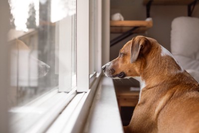 外を見る犬