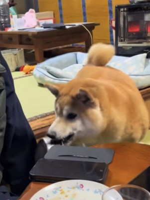 皿を拾う犬