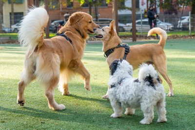 小中大の3匹