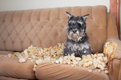 ソファをボロボロにした犬