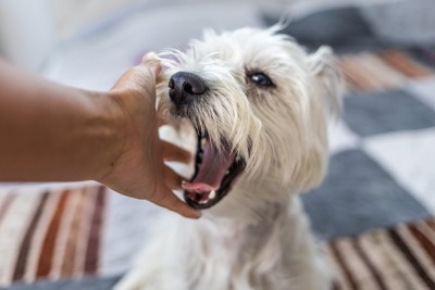 噛みつこうとする犬