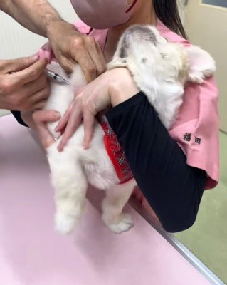 チクッ