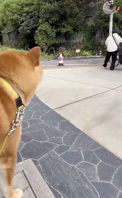 寂しげな後ろ姿…