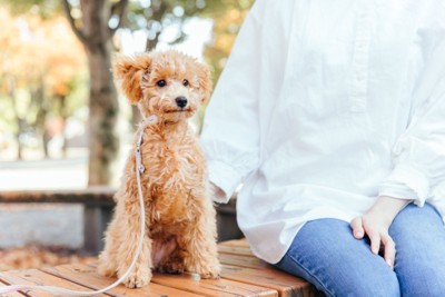 女性の隣でお座りする犬