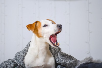 あくびする犬