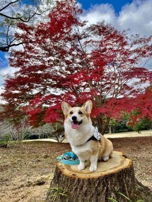 おすわり