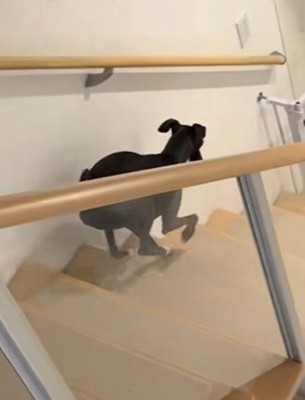 コミカルな動きが可愛い!