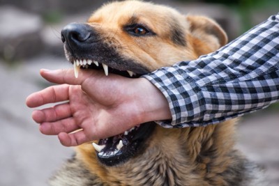 犬に手を噛まれる