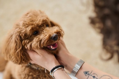 顎の下を撫でられる犬