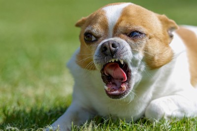 怒った表情をしている犬