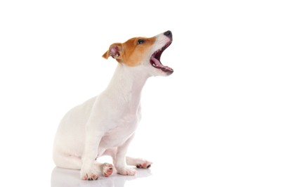 鳴く子犬