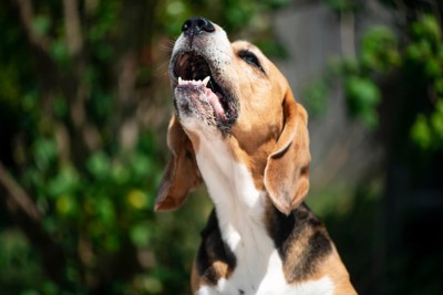 吠える犬