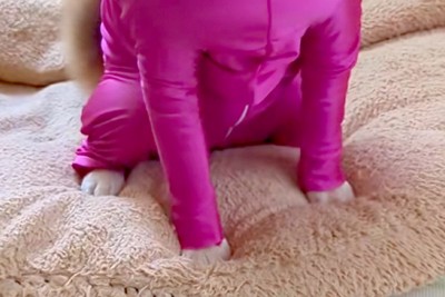 まろんちゃんに服をプレゼント