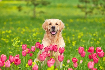 花畑と犬