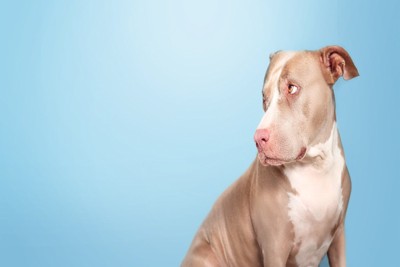 威嚇する犬と不安な犬の影絵