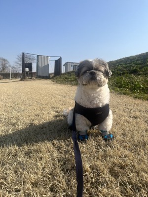 ショーン