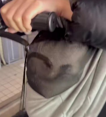 本当に犬？
