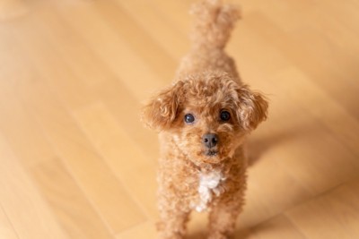 こちらを見上げる犬
