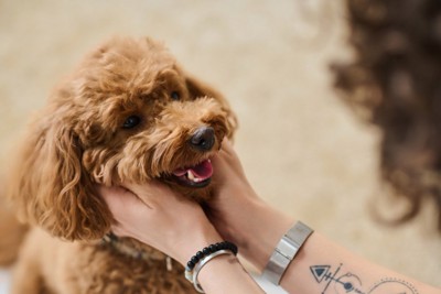 犬の顔周りを撫でる