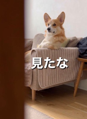 「見たな…」