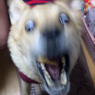 大迫力