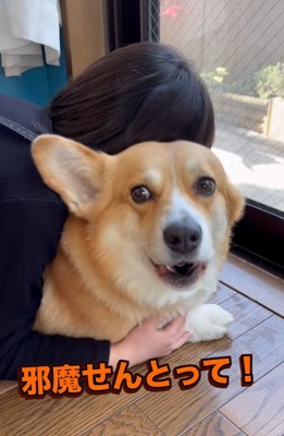 唸るジノくん