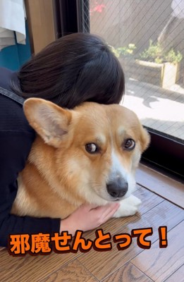 怒るジノくん