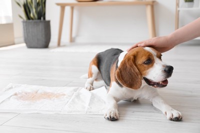 トイレに成功して褒められる犬
