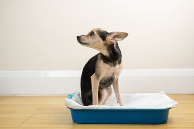 ペットトイレに座る犬