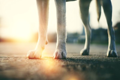 道路に立つ犬