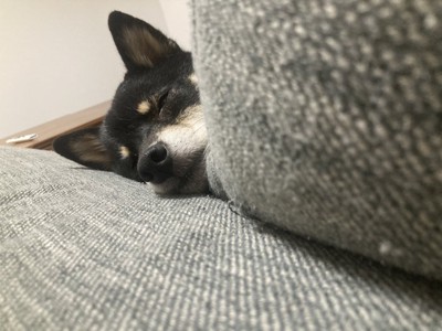 ひょっこり