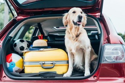 荷台に乗る犬