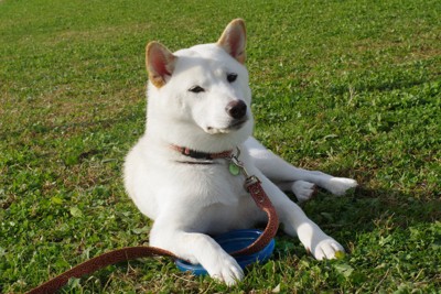伏せている白い犬