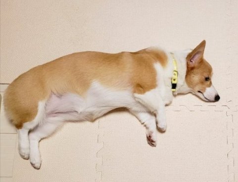 パピー