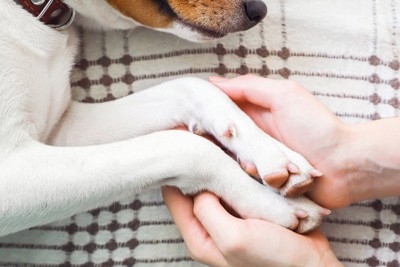 人の手に包まれる犬の前足