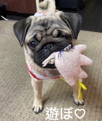 おもちゃで遊ぶのがすき!
