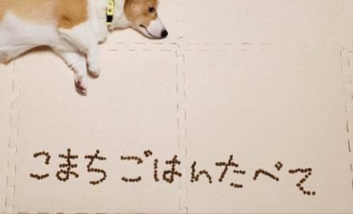 フード