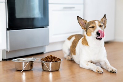 ご飯ボウルの隣に座る犬