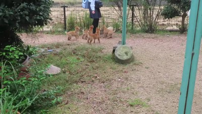 ヤクルトレディになりたい…!