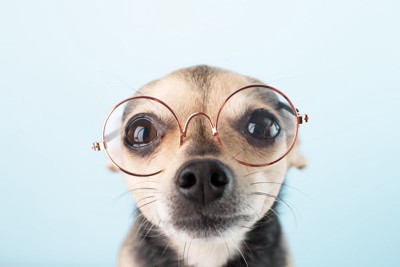 めがねをかけた犬