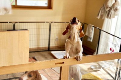 立ち上がって吠える