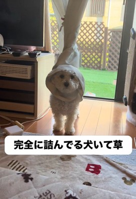 「助けて～」