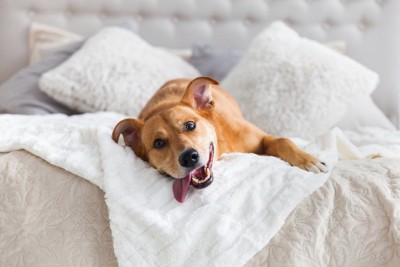 ベッドの上で笑顔の犬